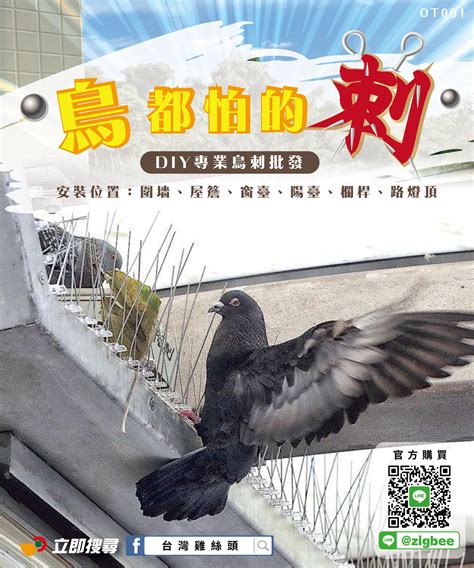 窗戶有鳥